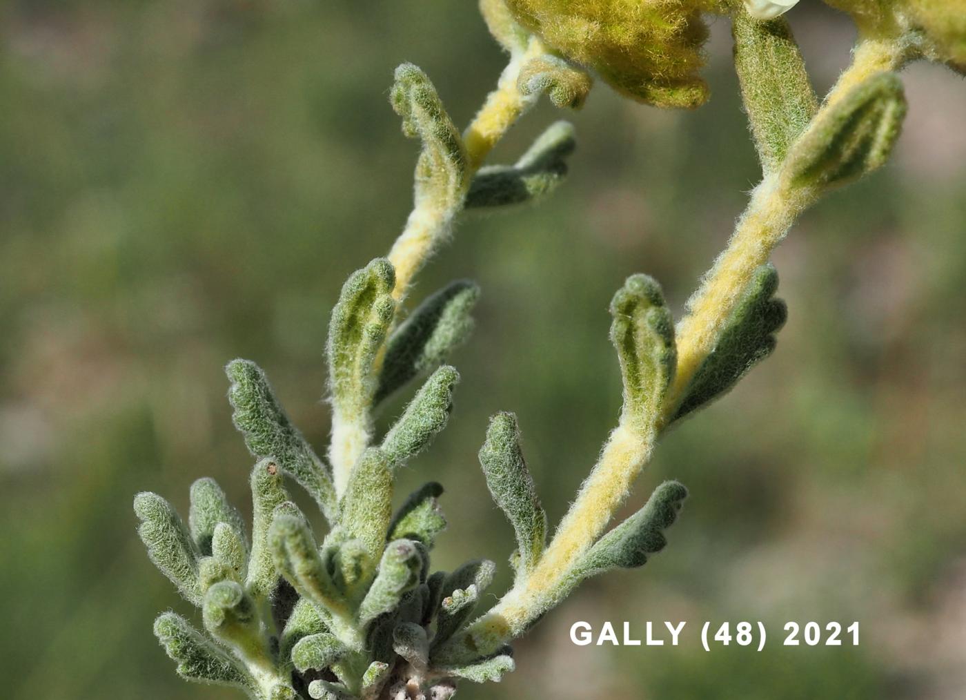 Germander, Golden leaf